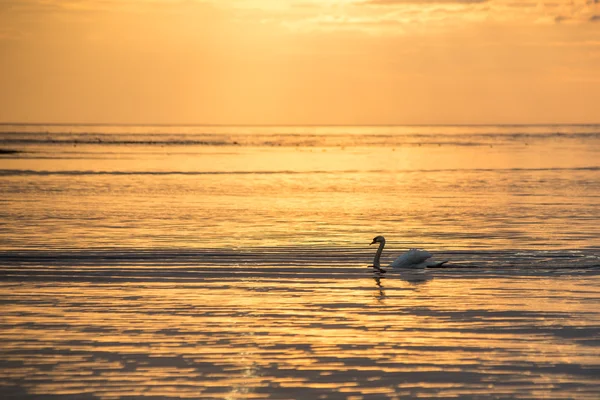 Cisne na água do lago em dia ensolarado, cisnes na lagoa — Fotografia de Stock