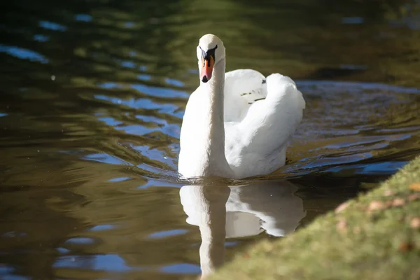 Cisne en el agua del lago en el día soleado, cisnes en el estanque — Foto de Stock