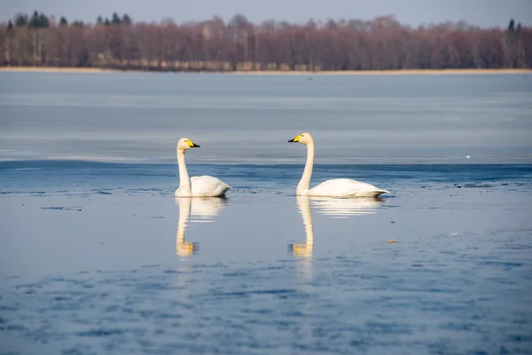 Swan on lake water in sunny day, swans on pond — Stock Photo, Image