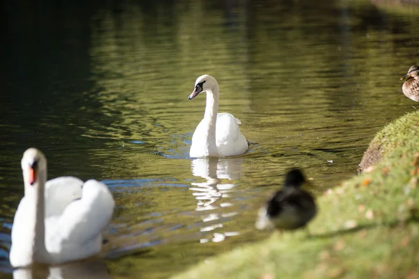 Cigno sull'acqua del lago nella giornata di sole, cigni sullo stagno — Foto Stock