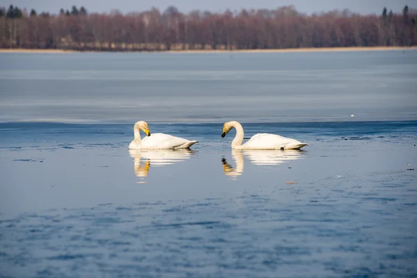 Cygne sur l'eau du lac par temps ensoleillé, cygnes sur l'étang — Photo