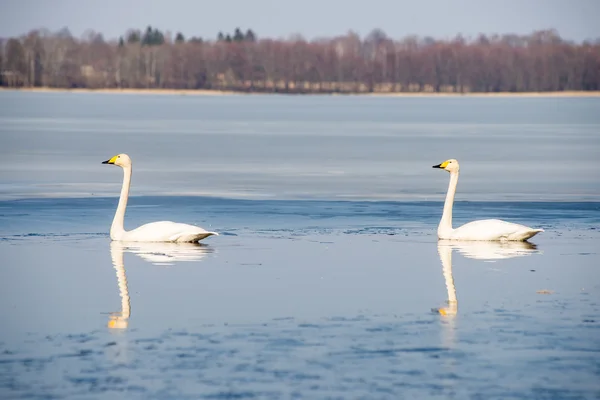 Swan on lake water in sunny day, swans on pond — Stock Photo, Image