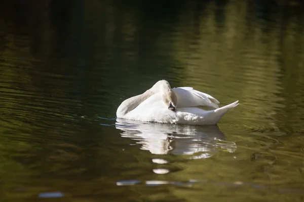 Svanen på sjövatten i solig dag, svanar på dammen — Stockfoto