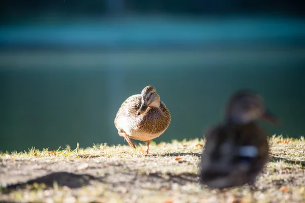 Flock of Ducks — Stock Photo, Image