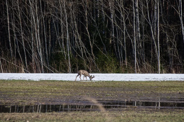 Sauvage cher dans les champs de maïs — Photo