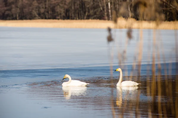 Schwan im Seewasser an sonnigen Tagen, Schwäne auf dem Teich — Stockfoto