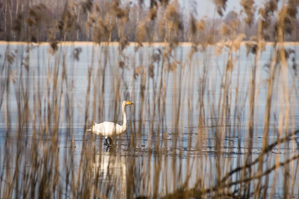 Labuť na jezeře v slunečný den, labutě na rybníku — Stock fotografie