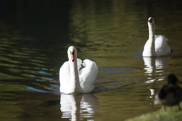 Schwan im Seewasser an sonnigen Tagen, Schwäne auf dem Teich — Stockfoto