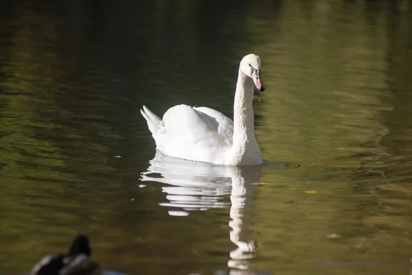 Cigno sull'acqua del lago nella giornata di sole, cigni sullo stagno — Foto Stock