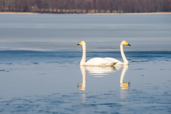 Cisne na água do lago em dia ensolarado, cisnes na lagoa — Fotografia de Stock