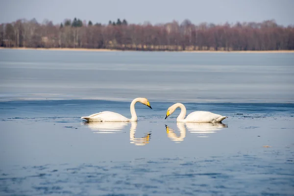 Schwan im Seewasser an sonnigen Tagen, Schwäne auf dem Teich — Stockfoto