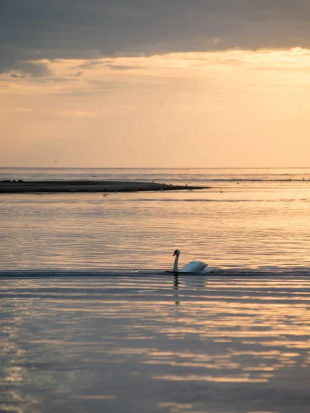 Cisne na água do lago em dia ensolarado, cisnes na lagoa — Fotografia de Stock