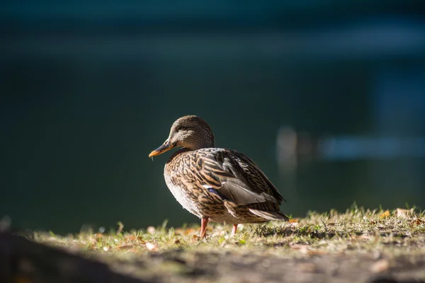 Troupeau de canards — Photo