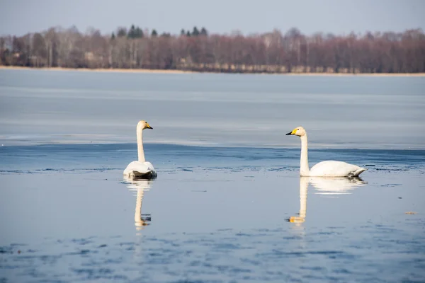 Cygne sur l'eau du lac par temps ensoleillé, cygnes sur l'étang — Photo