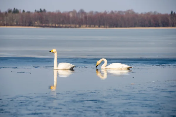 Swan on lake water in sunny day, swans on pond — Stock Photo, Image