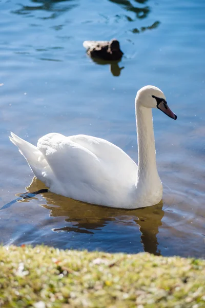 Svanen på sjövatten i solig dag, svanar på dammen — Stockfoto