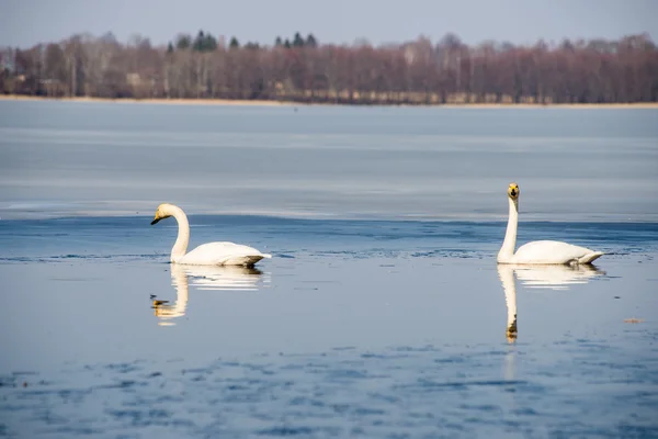 Swan on lake water in sunny day, swans on pond — Stock Photo, Image