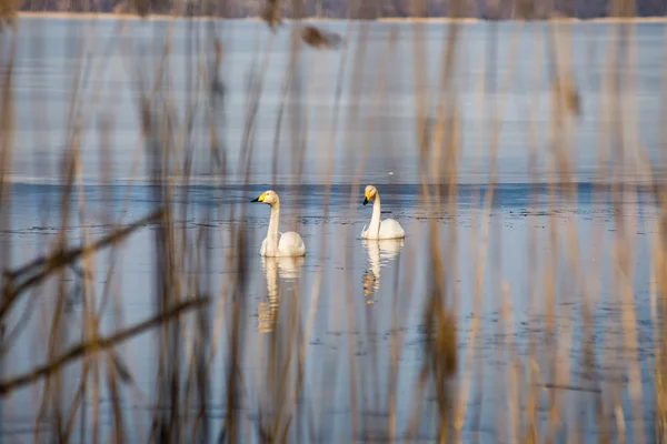 Cygne sur l'eau du lac par temps ensoleillé, cygnes sur l'étang — Photo