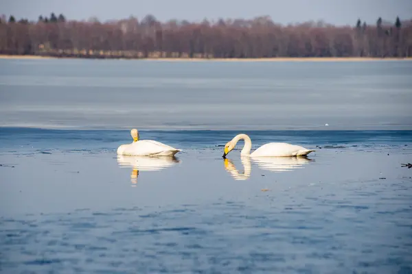 Cygne sur l'eau du lac par temps ensoleillé, cygnes sur l'étang — Photo