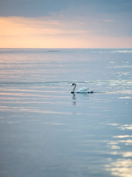 Cisne na água do lago em dia ensolarado, cisnes na lagoa — Fotografia de Stock