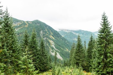 Slovakya'daki Tatra dağ orman bulutları ile örtülü