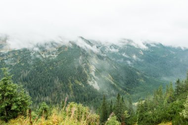 Slovakya'daki Tatra dağ orman bulutları ile örtülü