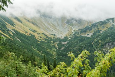 Slovakya'daki Tatra dağ orman bulutları ile örtülü