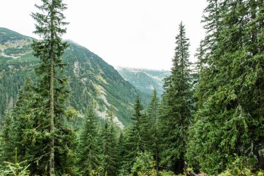 Slovakya'daki Tatra dağ orman bulutları ile örtülü
