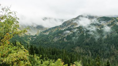 Slovakya'daki Tatra dağ orman bulutları ile örtülü