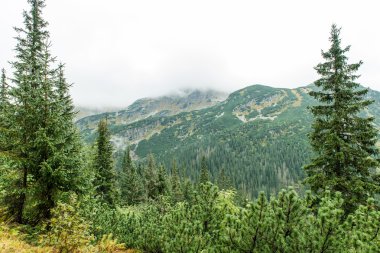 Slovakya'daki Tatra dağ orman bulutları ile örtülü