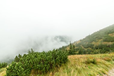 Slovakya'daki Tatra dağ orman bulutları ile örtülü