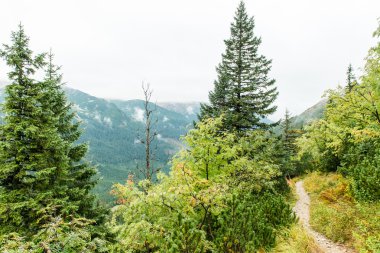 Slovakya'daki Tatra dağ orman bulutları ile örtülü