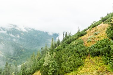 Slovakya'daki Tatra dağ orman bulutları ile örtülü