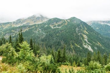 Slovakya'daki Tatra dağ orman bulutları ile örtülü