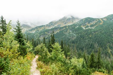 Slovakya'daki Tatra dağ orman bulutları ile örtülü