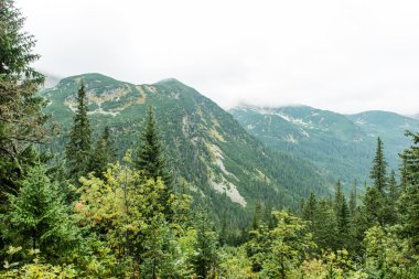 Slovakya'daki Tatra dağ orman bulutları ile örtülü