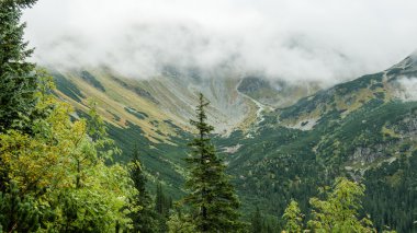 Slovakya'daki Tatra dağ orman bulutları ile örtülü