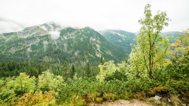 Slovakya'daki Tatra dağ orman bulutları ile örtülü