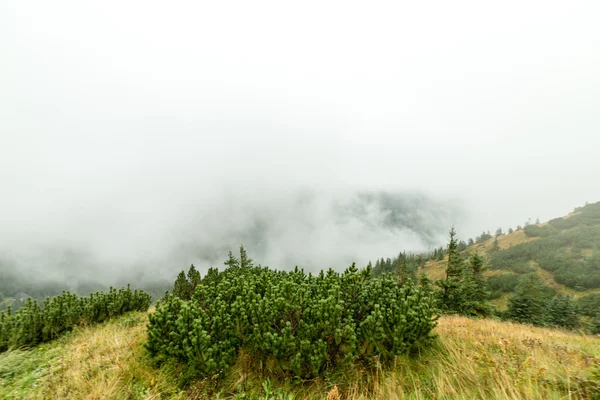 Slovakya'daki Tatra dağ orman bulutları ile örtülü