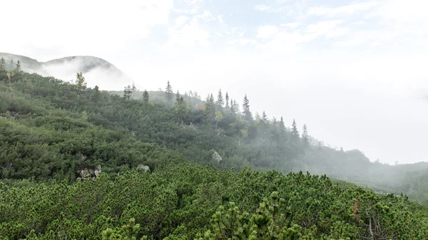 Slovakya'daki Tatra Dağları bulutları ile örtülü