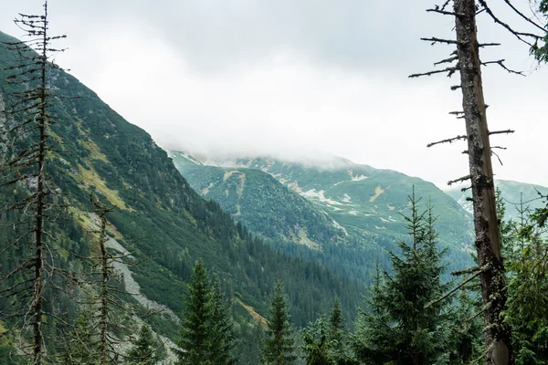 Floresta montanhosa de Tatra na Eslováquia coberta de nuvens — Fotografia de Stock