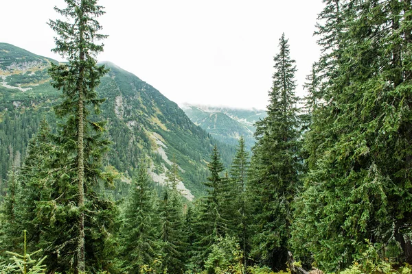 Bergbos Tatra in Slowakije bedekt met wolken — Stockfoto