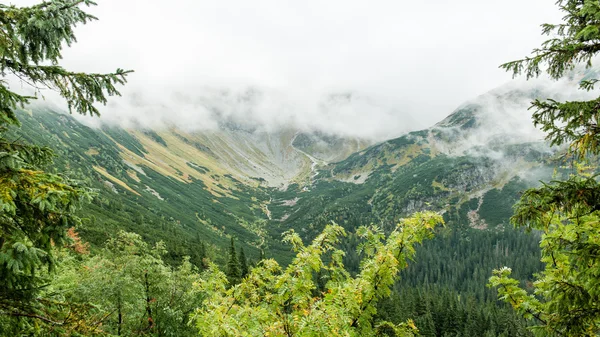 Tatra-Bergwald in der Slowakei mit Wolken bedeckt — Stockfoto