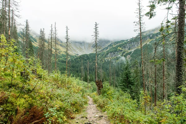 Floresta montanhosa de Tatra na Eslováquia coberta de nuvens — Fotografia de Stock