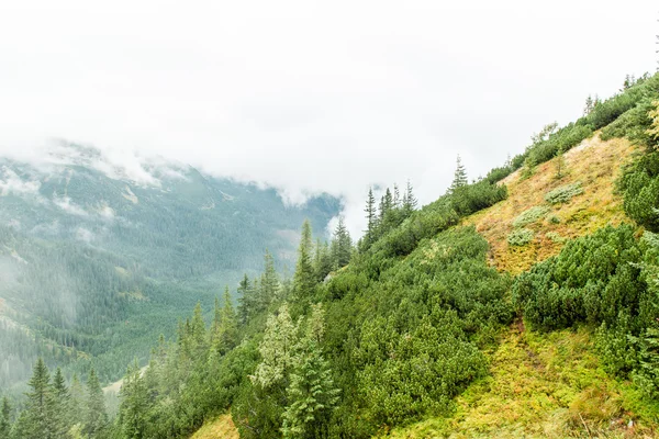Slovakya'daki Tatra dağ orman bulutları ile örtülü