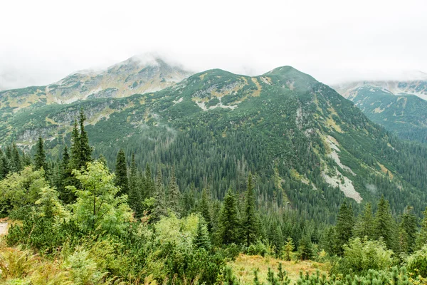 Slovakya'daki Tatra dağ orman bulutları ile örtülü