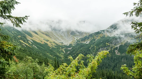 雲で覆われているスロバキアのタトラ山の森林 — ストック写真