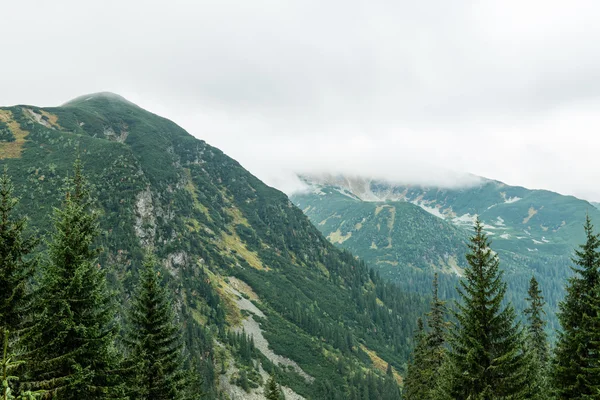 Tatra-Bergwald in der Slowakei mit Wolken bedeckt — Stockfoto