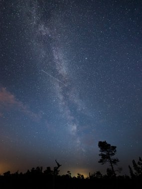 Güzel Samanyolu galaksisinin bir gece gökyüzü ve ağaç silüeti