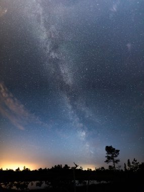 Güzel Samanyolu galaksisinin bir gece gökyüzü ve ağaç silüeti